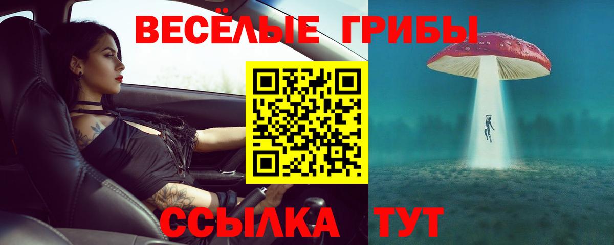 Псилоцибиновые грибы GOLDEN TEACHER  цены наркотик  Вход с VPN  Будённовск  Галлюциногенные грибы GOLDEN TEACHER 